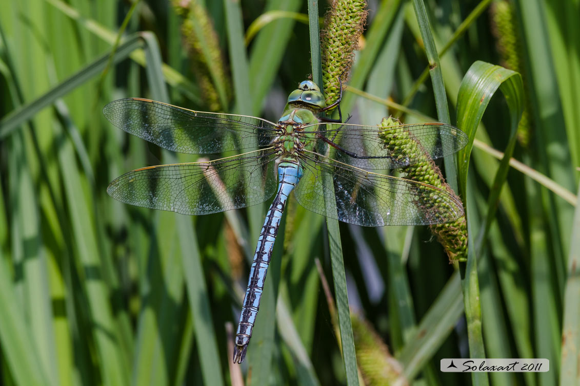 Anax imperator: Imperatore (maschio); Emperor Dragonfly (male)