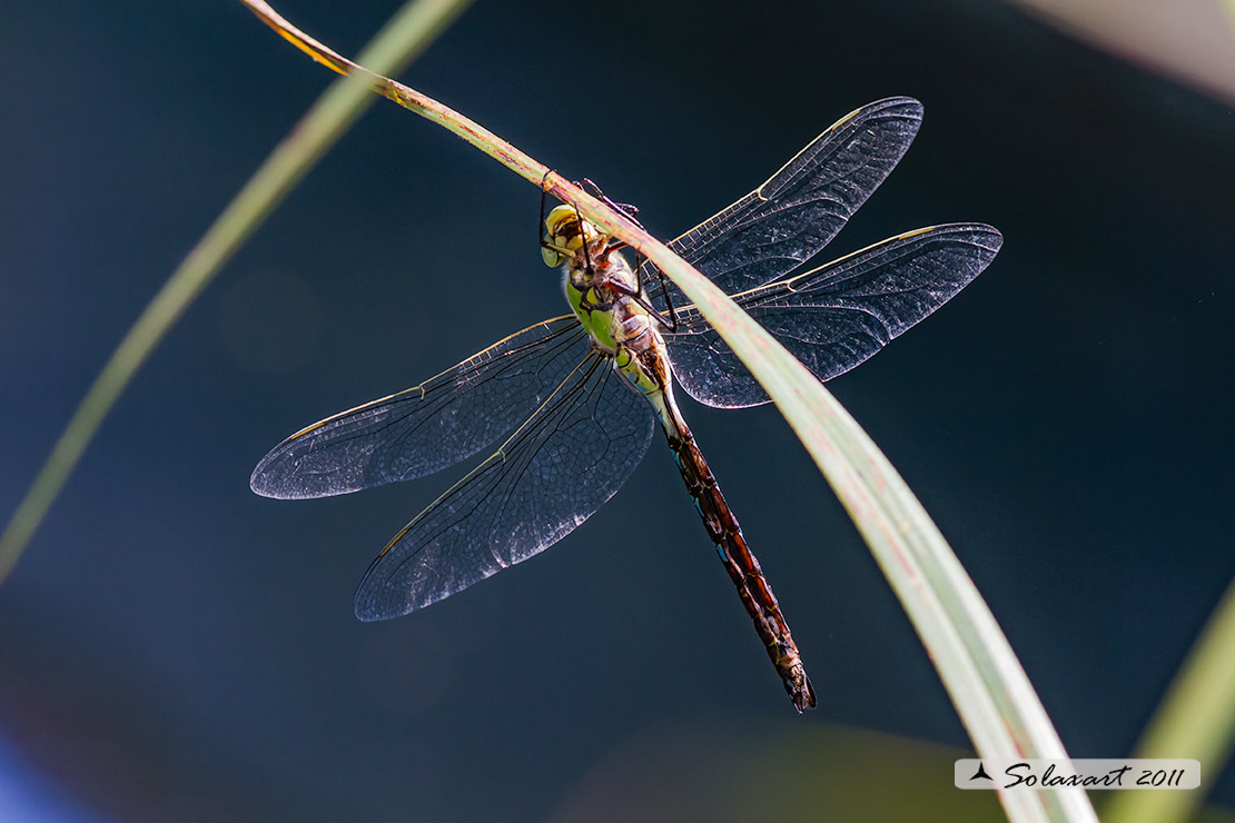 Anax imperator: Imperatore (maschio); Emperor Dragonfly (male)