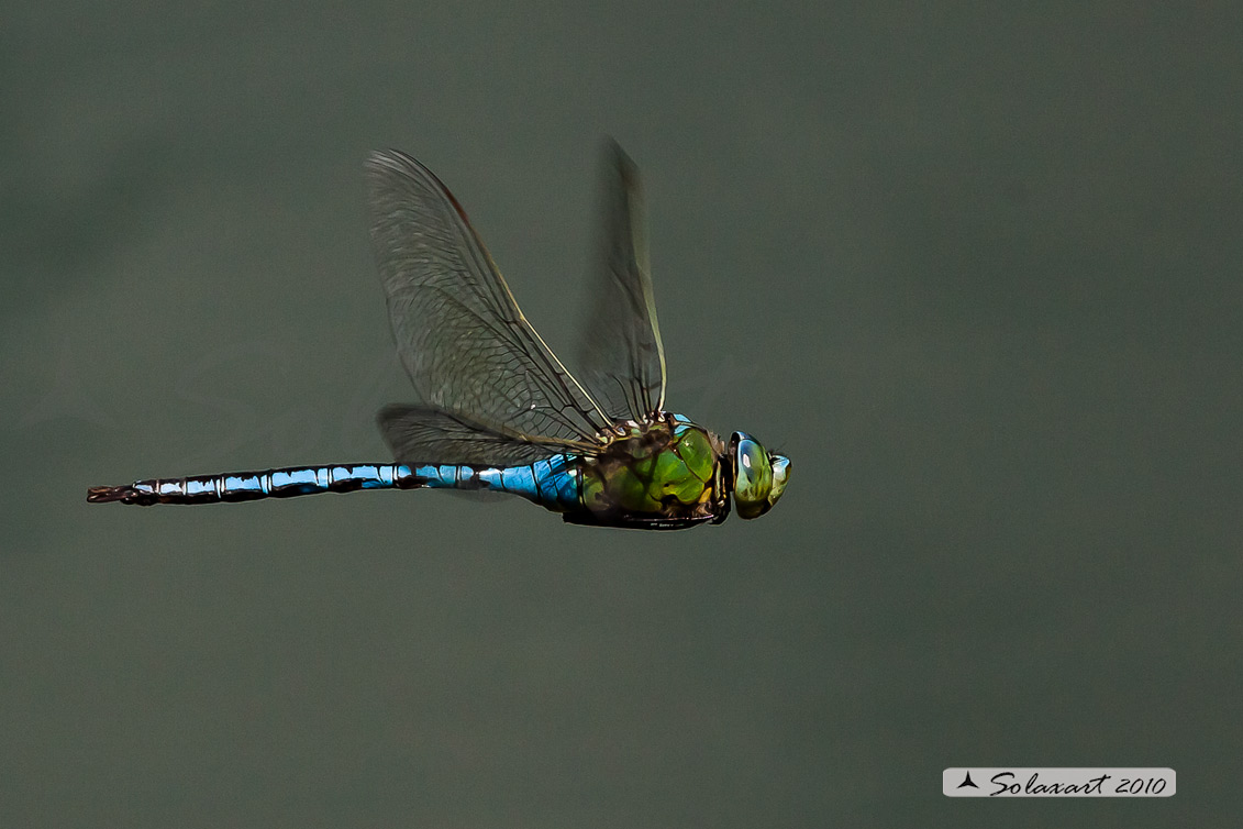 Anax imperator: Imperatore (maschio); Emperor Dragonfly (male)