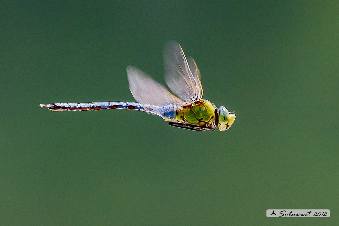 Anax imperator  (maschio) - Emperor Dragonfly  (male)