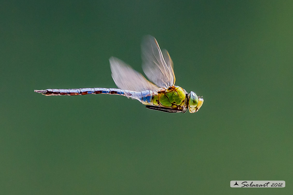 Anax imperator: Imperatore (maschio); Emperor Dragonfly (male)