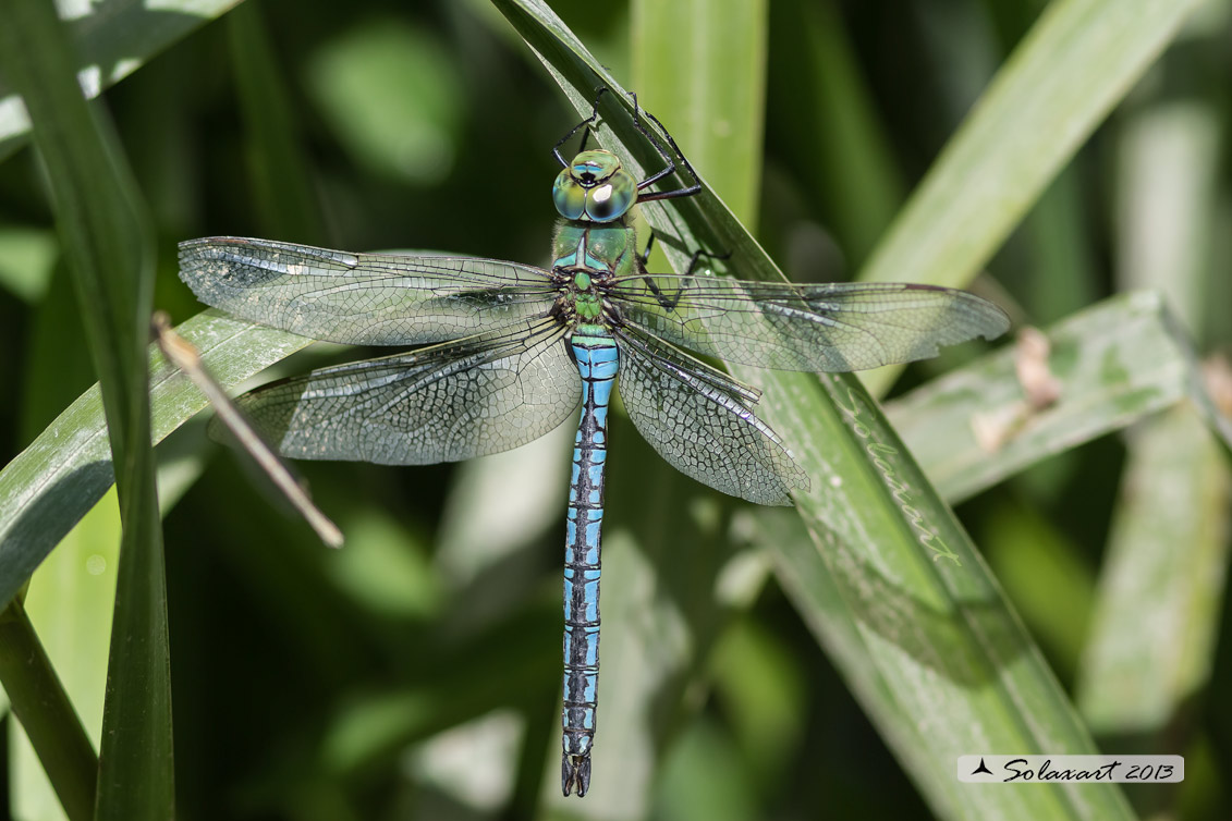 Anax imperator: Imperatore (maschio); Emperor Dragonfly (male)