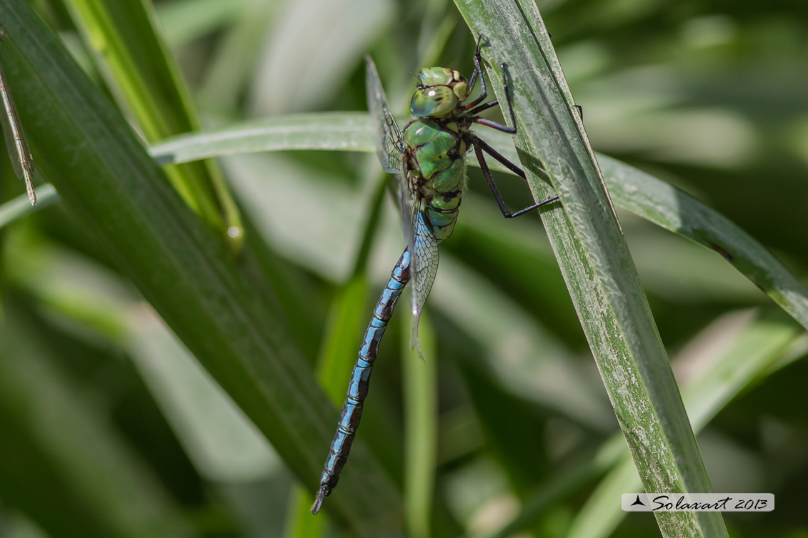 Anax imperator  (maschio)    -    Emperor Dragonfly  (male)