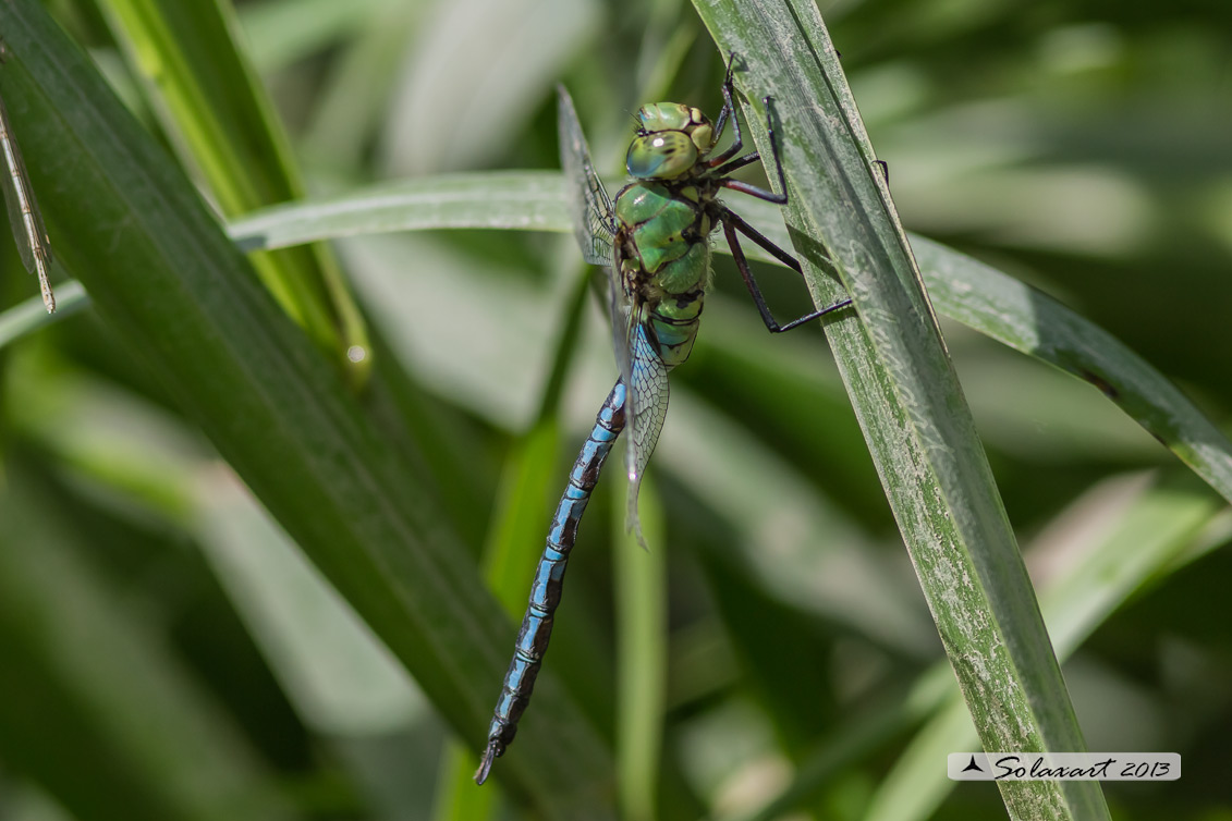 Anax imperator: Imperatore (maschio); Emperor Dragonfly (male)