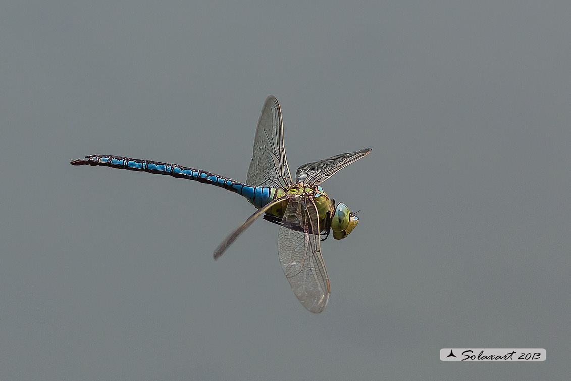 Anax imperator - Emperor Dragonfly 