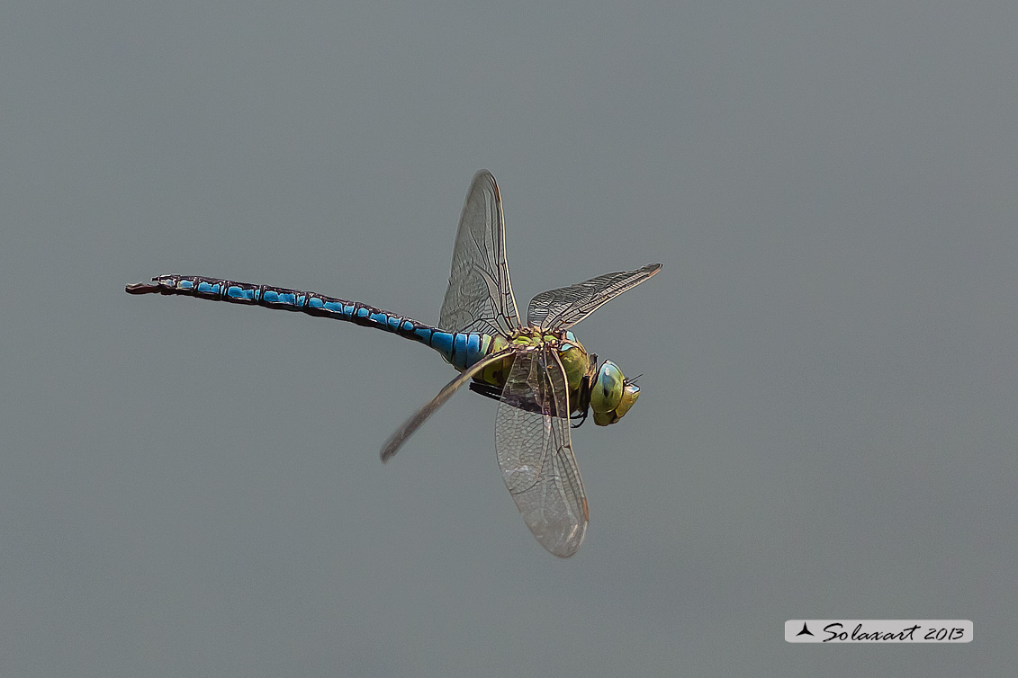 Anax imperator: Imperatore (maschio); Emperor Dragonfly (male)