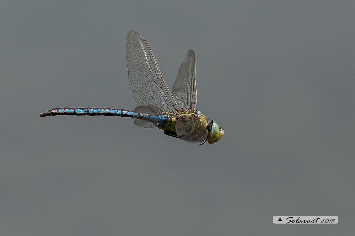 Anax imperator - Emperor Dragonfly 