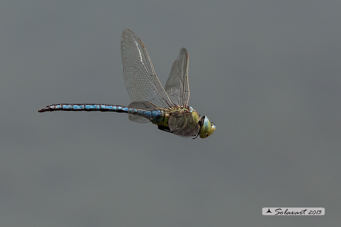 Anax imperator: Imperatore (maschio); Emperor Dragonfly (male)