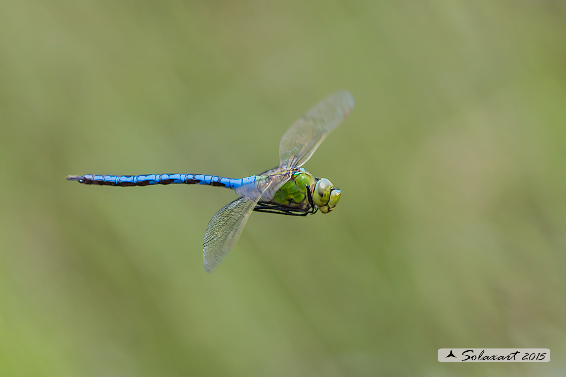 Anax imperator: Imperatore (maschio); Emperor Dragonfly (male)