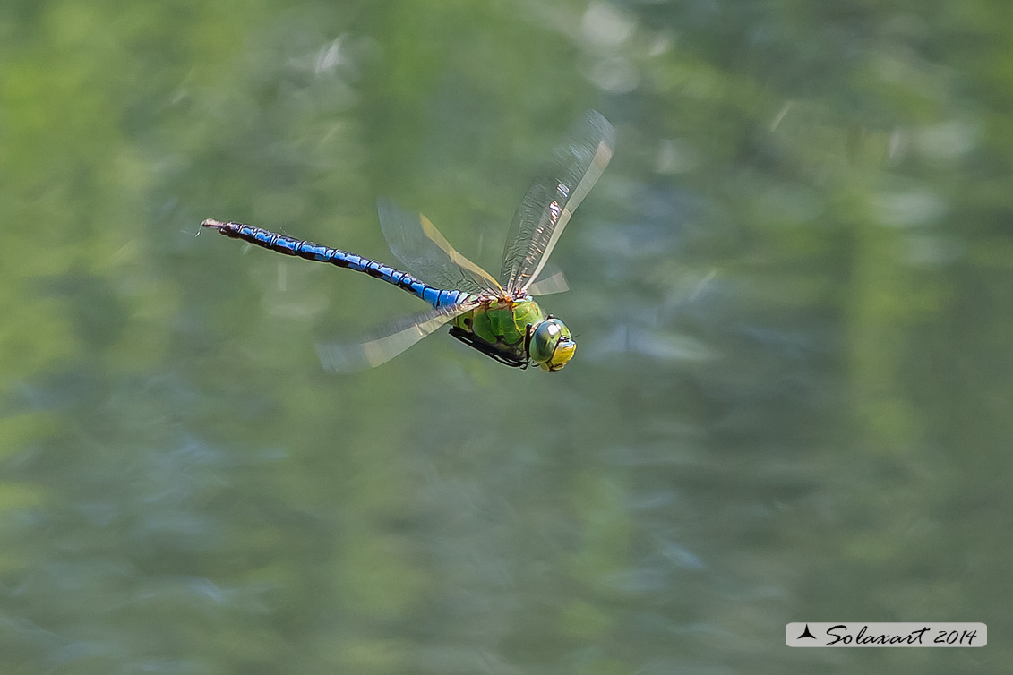 Anax imperator: Imperatore (maschio); Emperor Dragonfly (male)