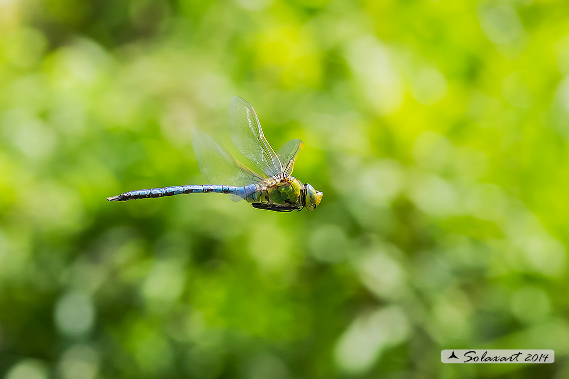 Anax imperator: Imperatore (maschio); Emperor Dragonfly (male)