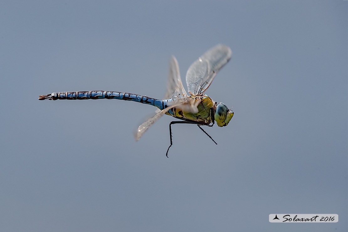 Anax imperator: Imperatore (maschio); Emperor Dragonfly (male)