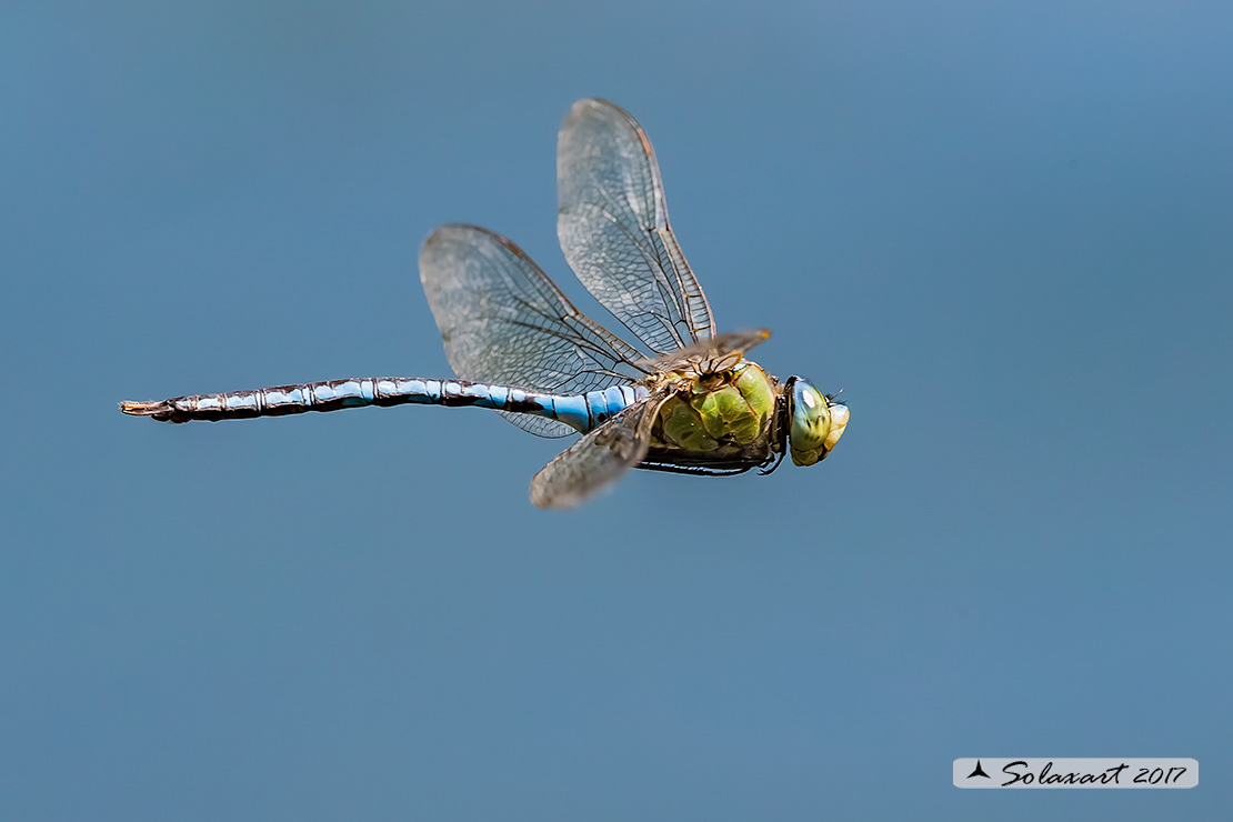 Anax imperator: Imperatore (maschio); Emperor Dragonfly (male)