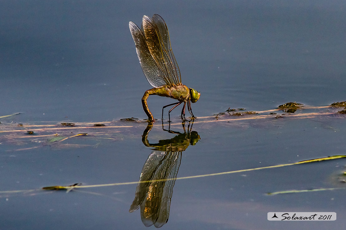 Anax parthenope  -  (femmina)   in ovodeposizione