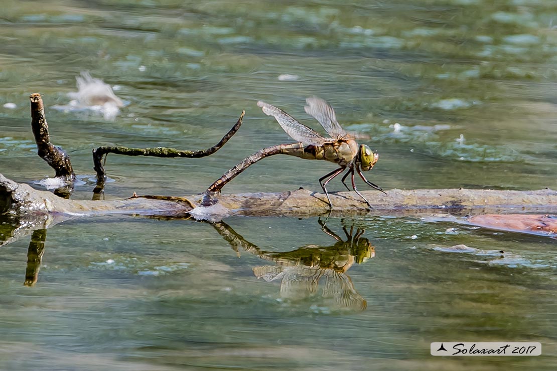 Anax parthenope (femmina) in ovodeposizione - Lesser Emperor (female) during oviposition