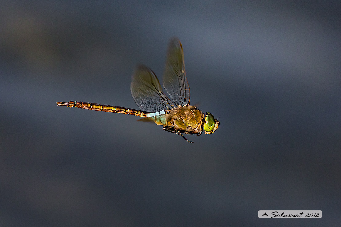 Anax parthenope - Lesser Emperor