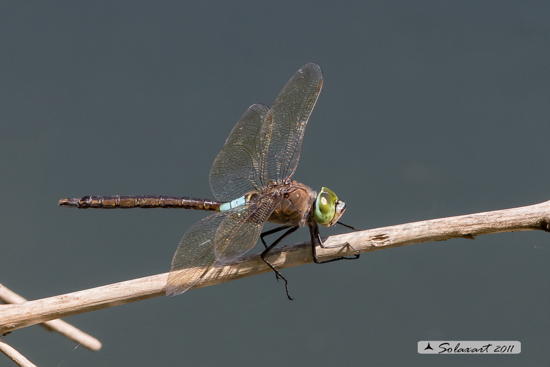 Anax partenope  -  (maschio)