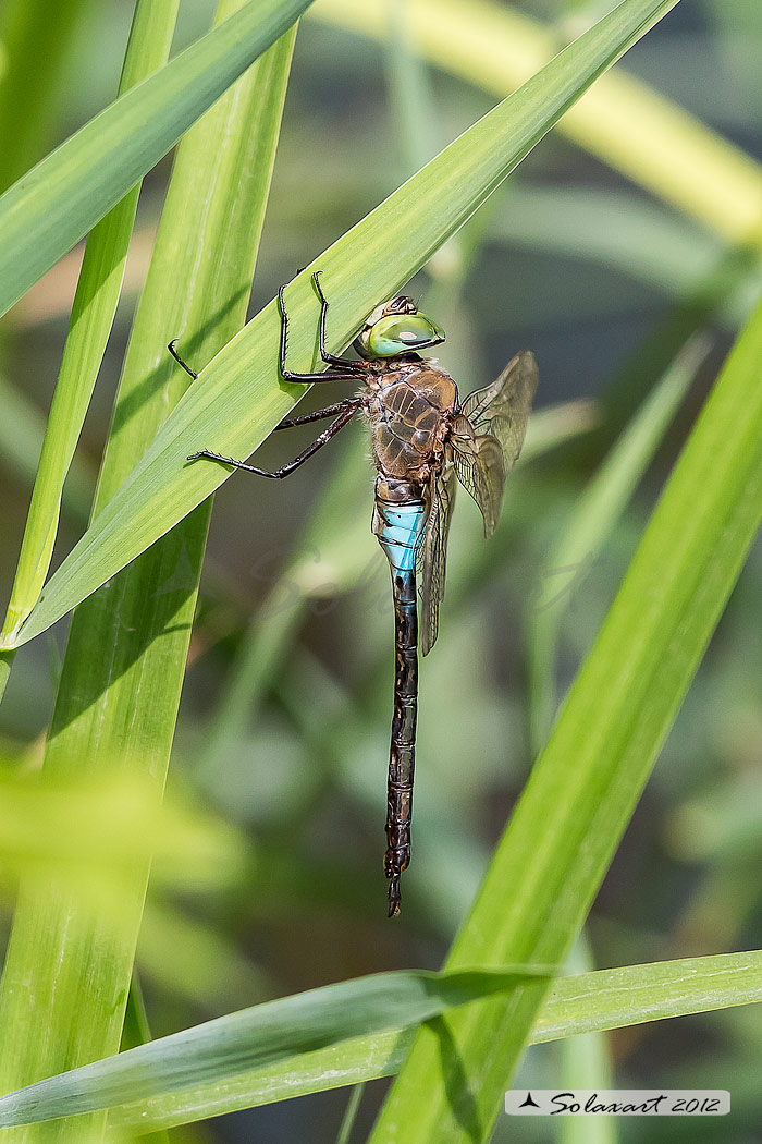Anax parthenope - Lesser Emperor