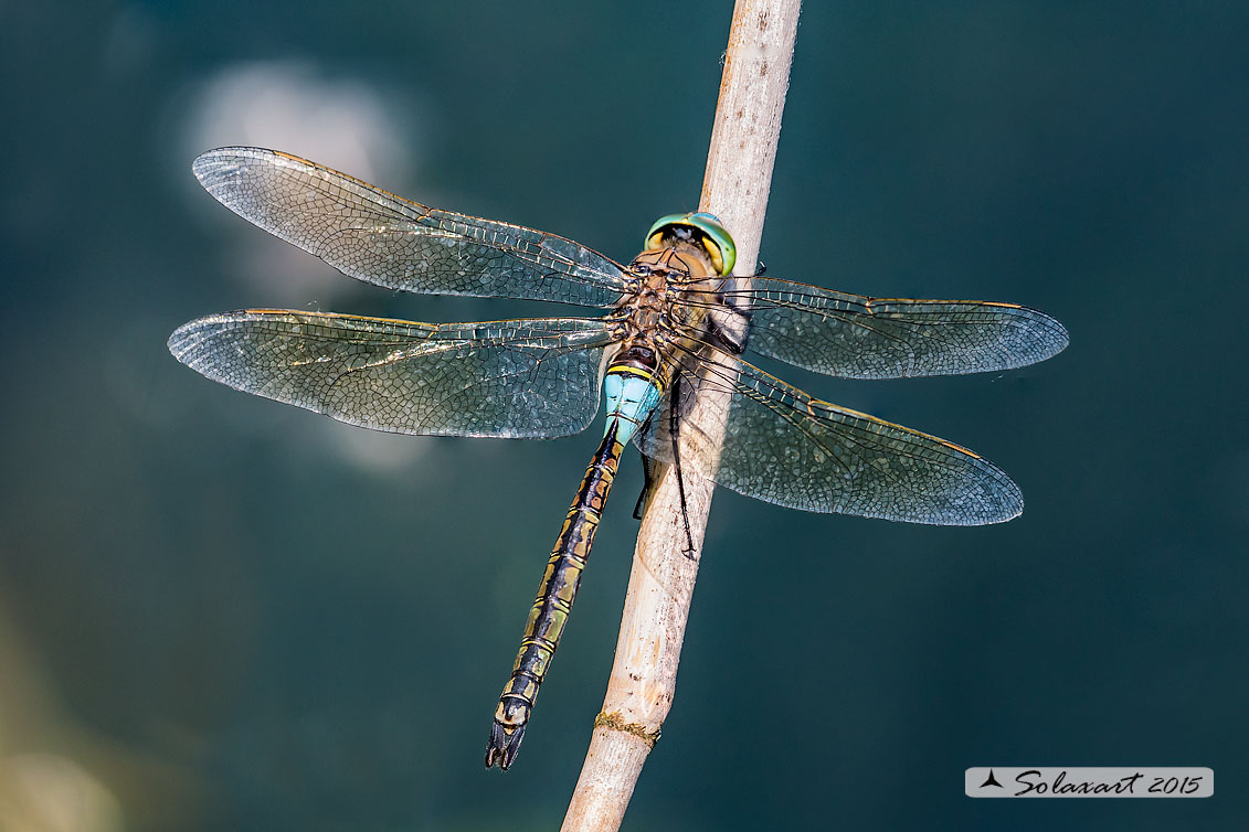 Anax parthenope: Imperatore minore (maschio); Lesser Emperor (male)