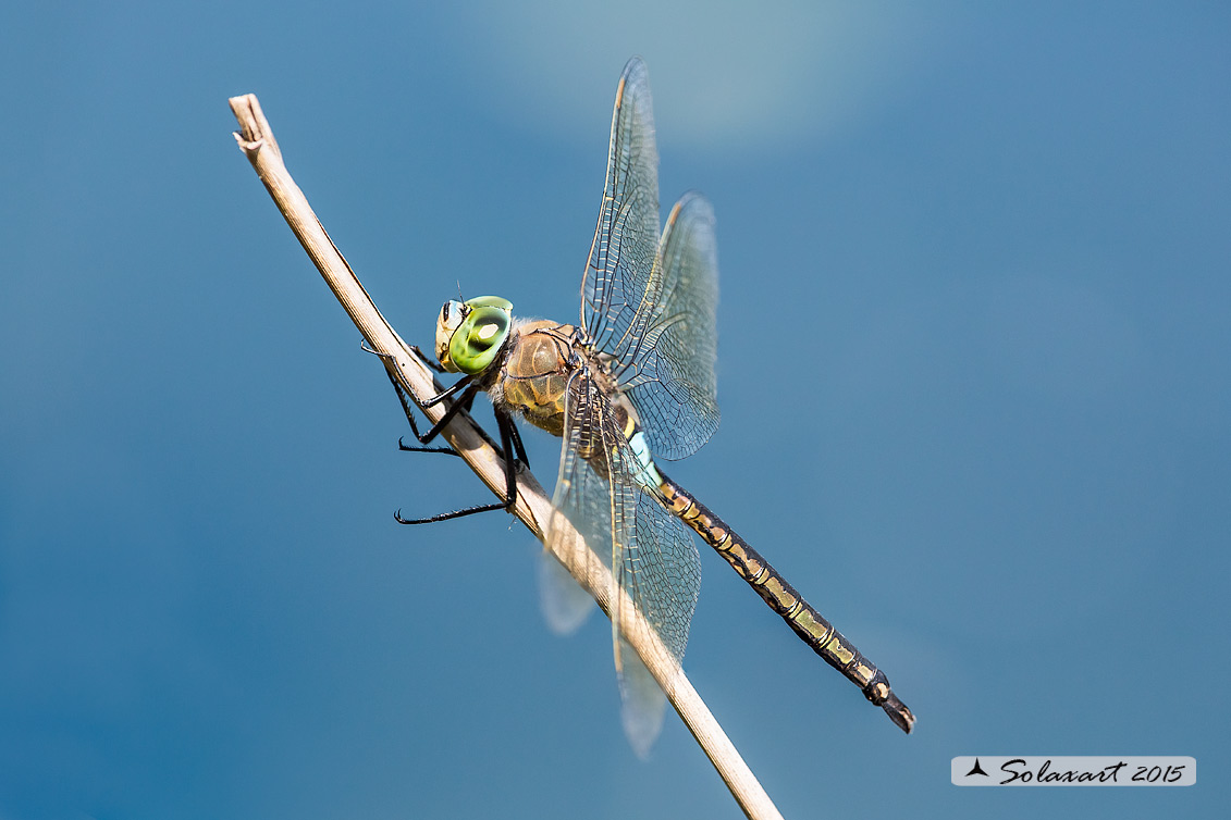 Anax parthenope: Imperatore minore (maschio); Lesser Emperor (male)