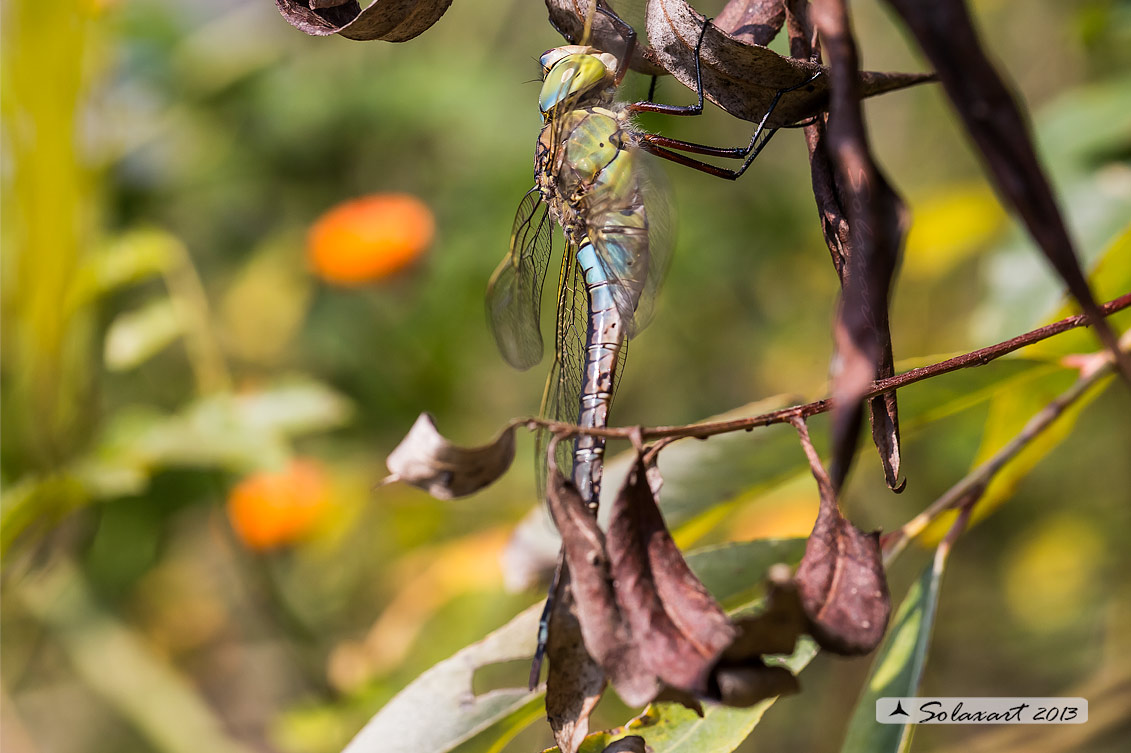 Anax parthenope: Imperatore minore (maschio); Lesser Emperor (male)