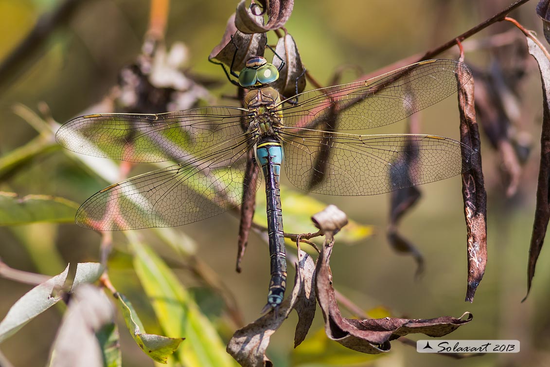 Anax parthenope: Imperatore minore (maschio); Lesser Emperor (male)