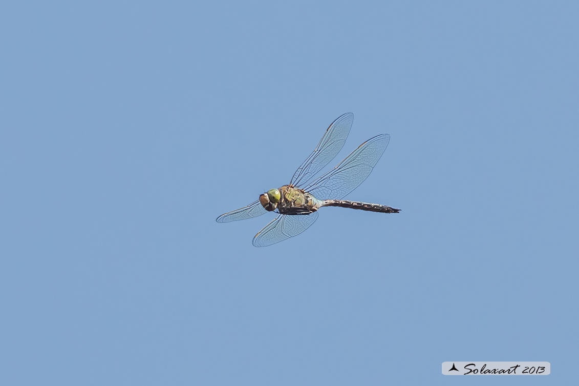 Anax parthenope: Imperatore minore (maschio); Lesser Emperor (male)