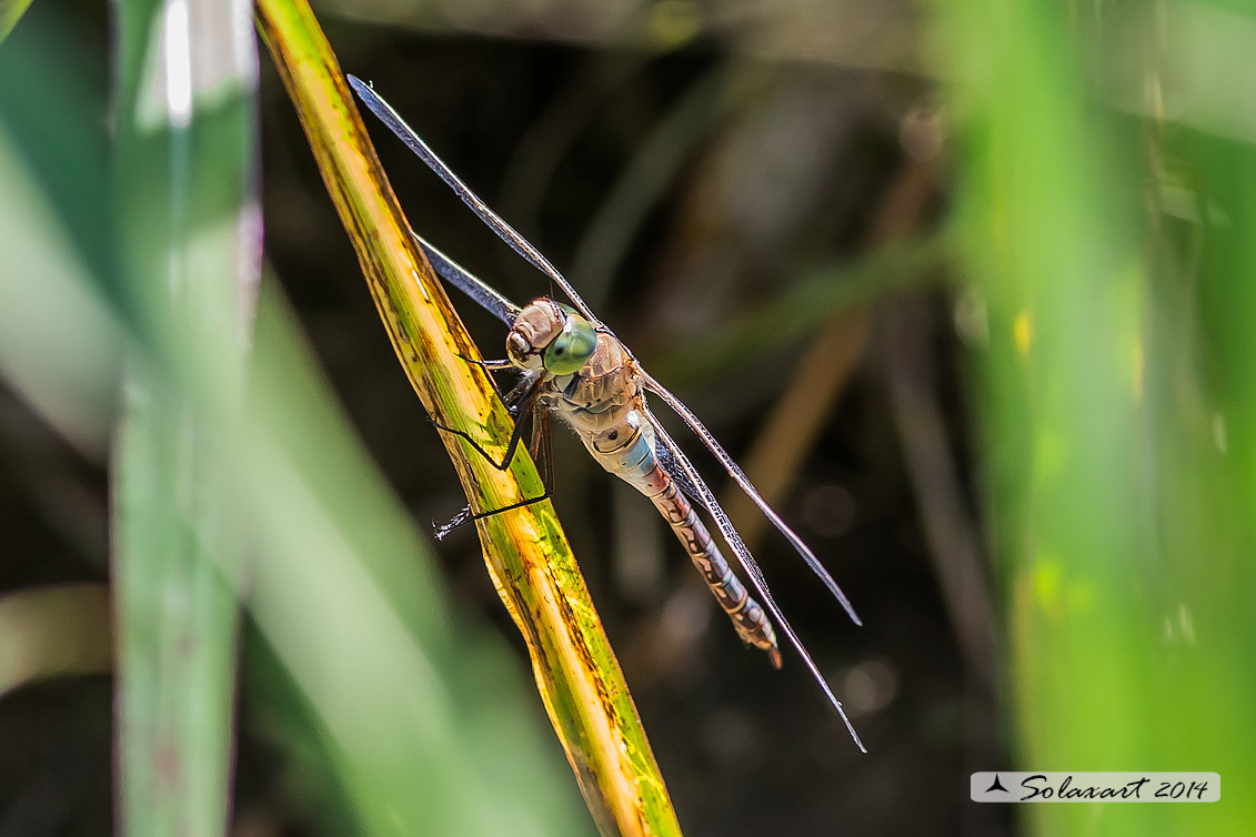 Anax parthenope  (femmina)   -    Lesser Emperor  (female)  