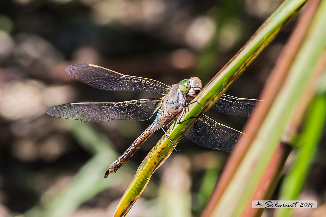 Anax parthenope  (femmina)   -    Lesser Emperor  (female)  