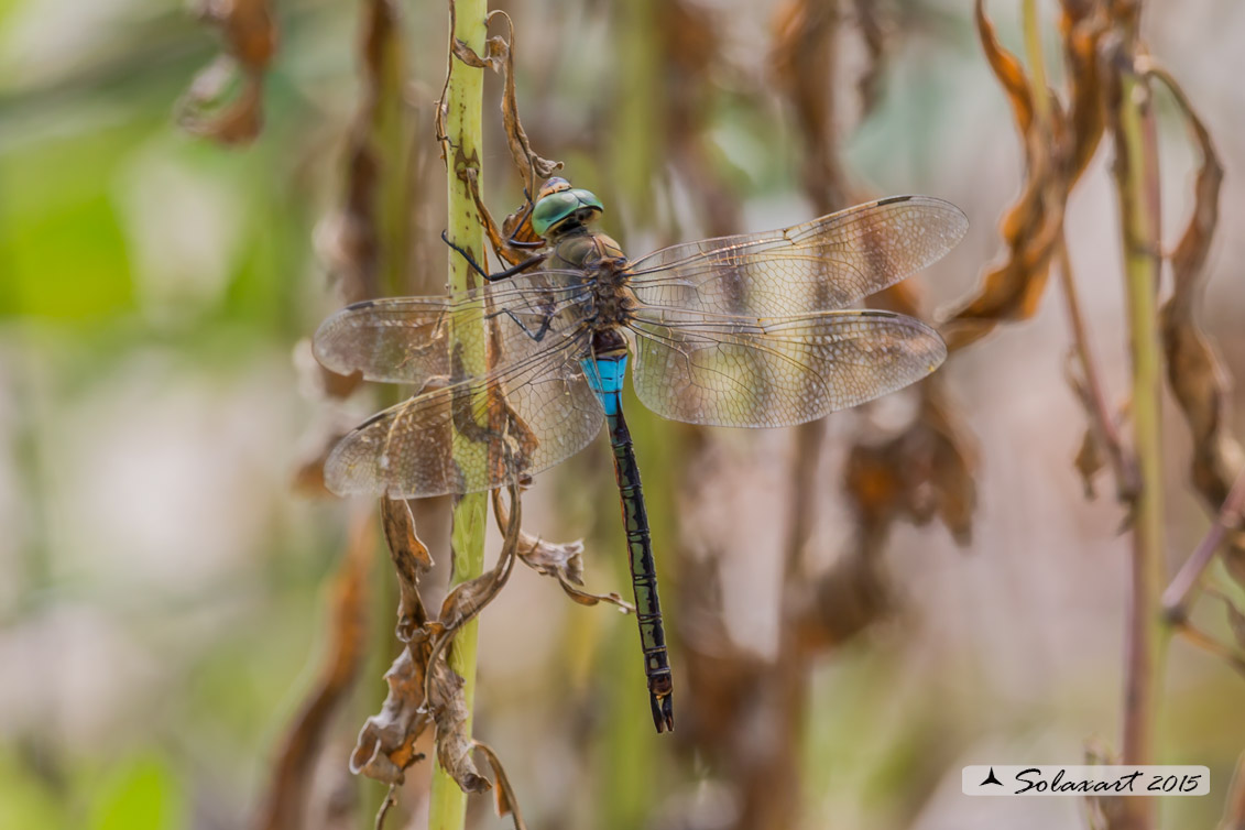 Anax parthenope: Imperatore minore (maschio); Lesser Emperor (male)