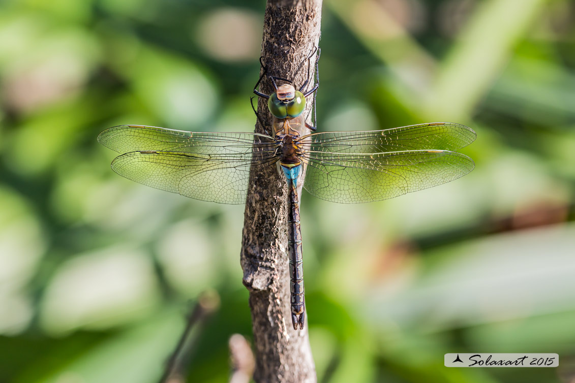 Anax parthenope: Imperatore minore (maschio); Lesser Emperor (male)