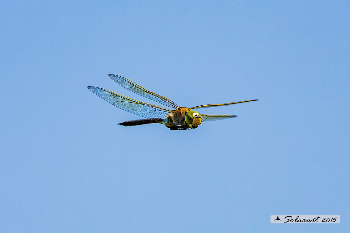 Anax parthenope: Imperatore minore (maschio); Lesser Emperor (male)