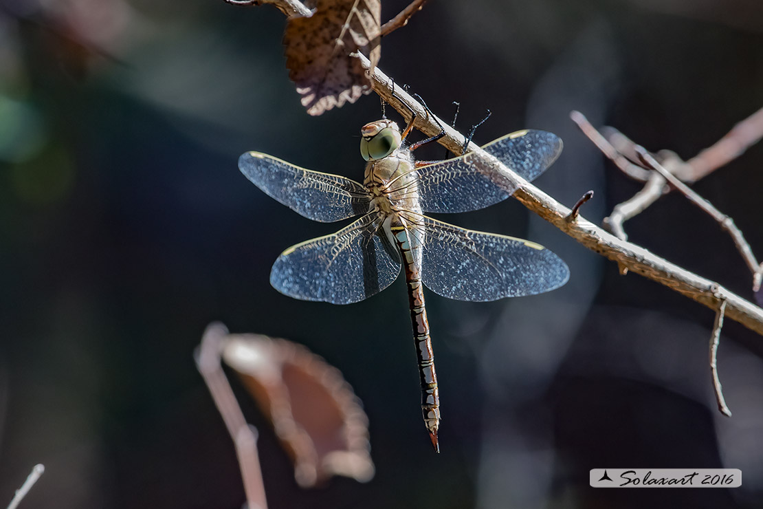 Anax parthenope: Imperatore minore (maschio); Lesser Emperor (male)
