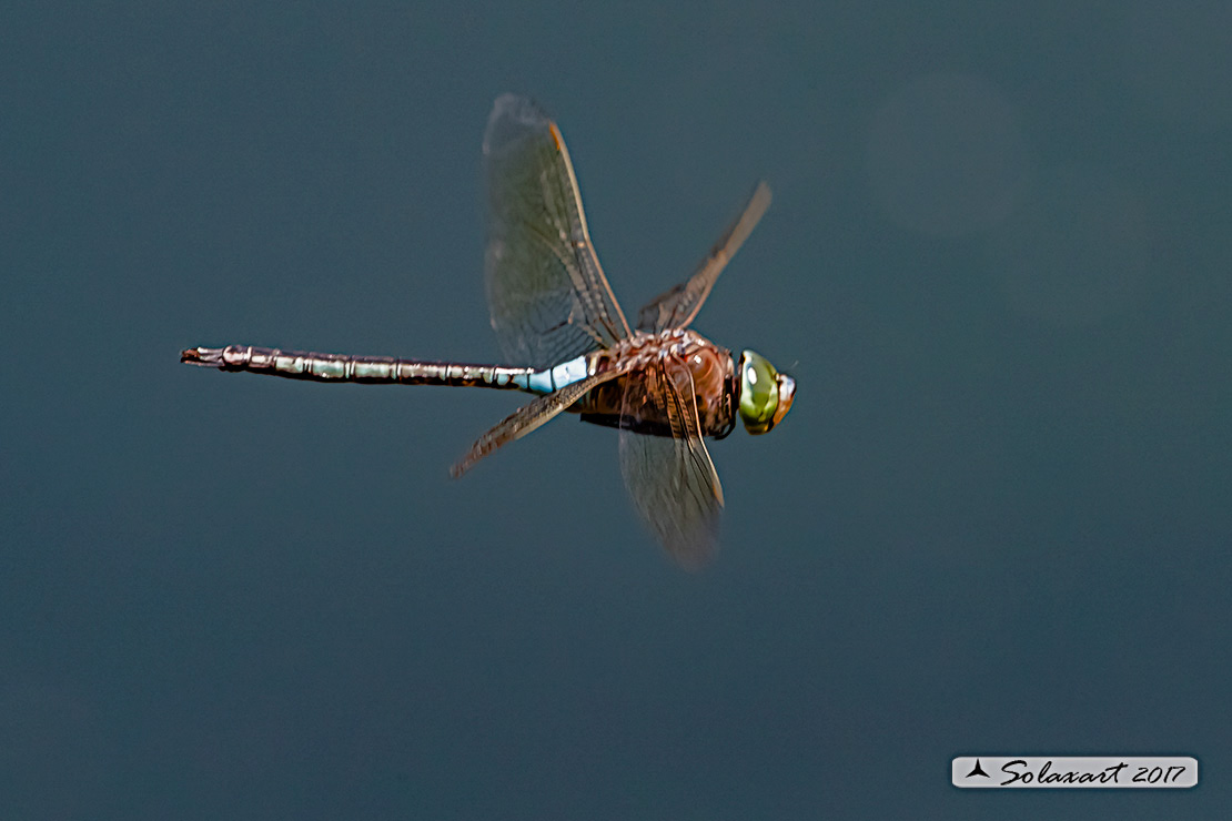 Anax parthenope: Imperatore minore (maschio); Lesser Emperor (male)