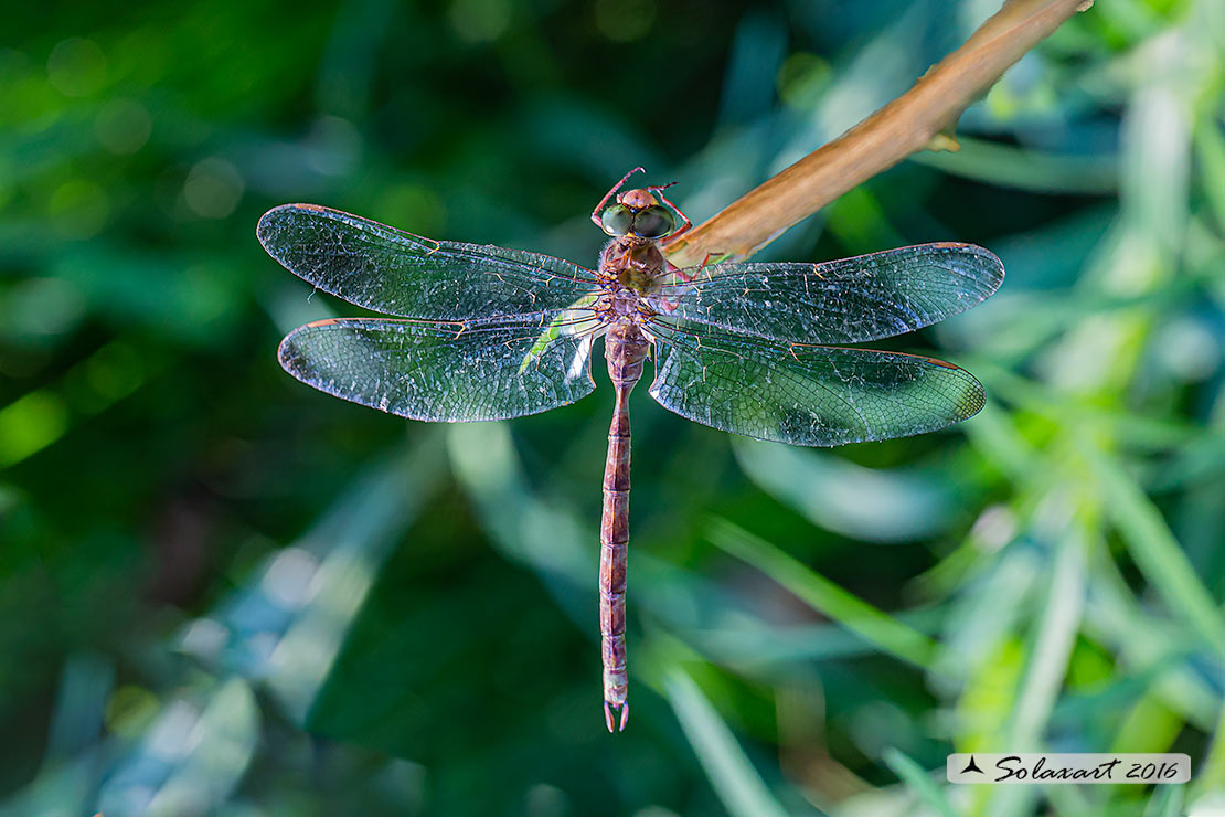 Boyeria irene:   Dragone spettro (maschio)  -  Western spectre (male)