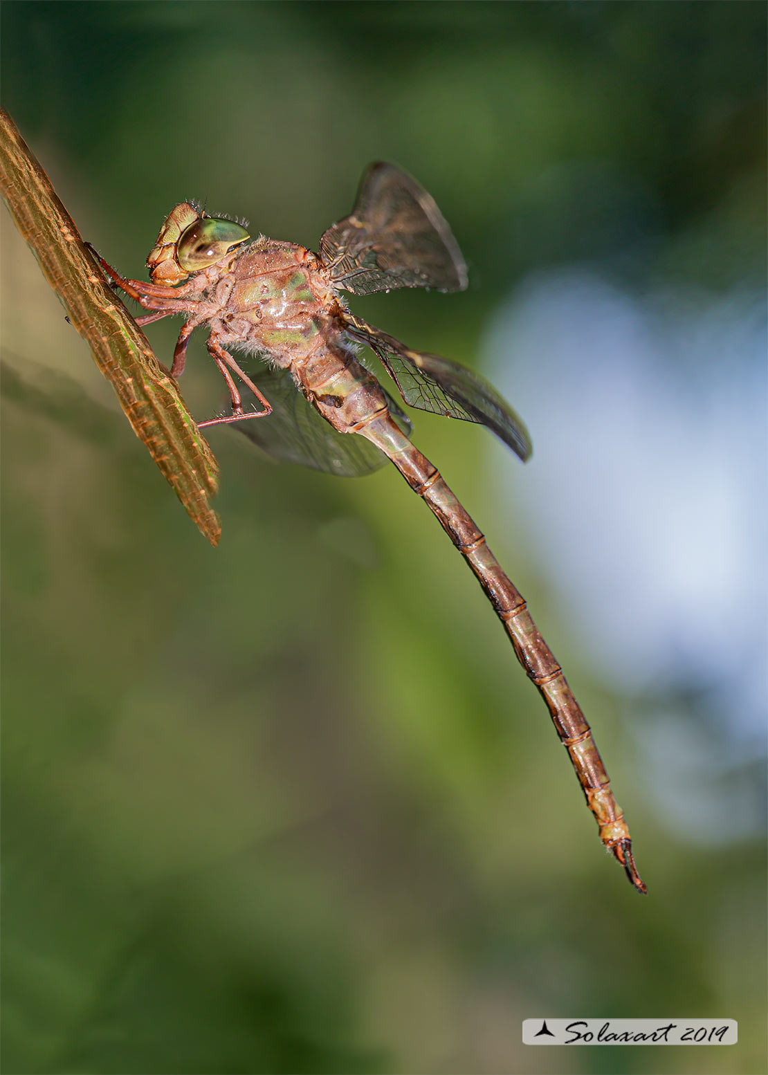 Boyeria irene:   Dragone spettro (maschio)  -  Western spectre (male)