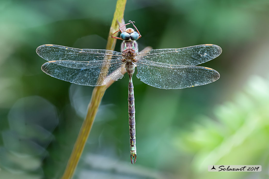 Boyeria irene:   Dragone spettro (maschio)  -  Western spectre (male)