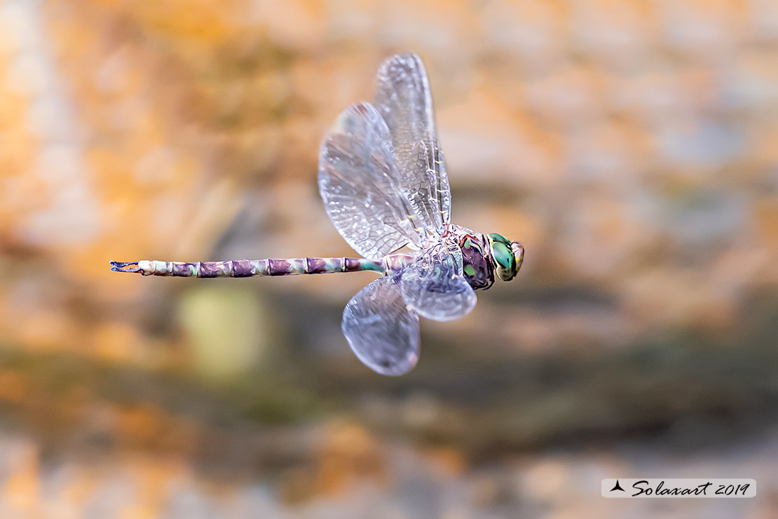 Boyeria irene:   Dragone spettro (maschio)  -  Western spectre (male)
