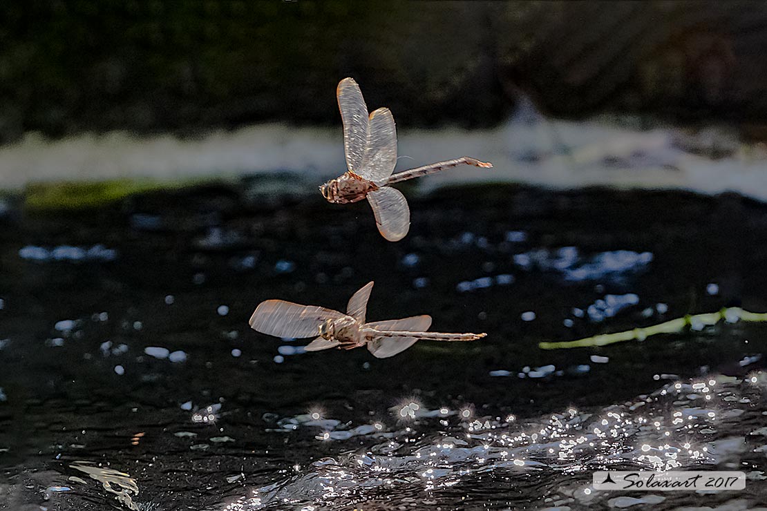 Boyeria irene:   Dragone spettro (maschio)  -  Western spectre (male)