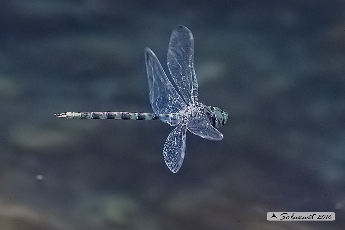 Boyeria irene:   Dragone spettro (maschio)  -  Western spectre (male)