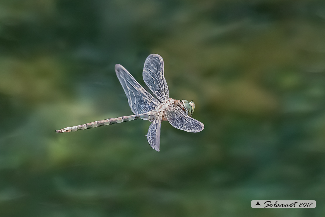 Boyeria irene:   Dragone spettro (maschio)  -  Western spectre (male)
