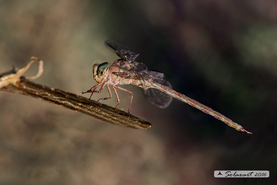 Boyeria irene:   Dragone spettro (maschio)  -  Western spectre (male)