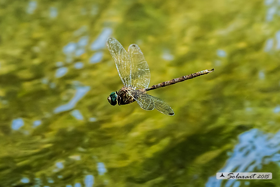Boyeria irene:   Dragone spettro (maschio)  -  Western spectre (male)