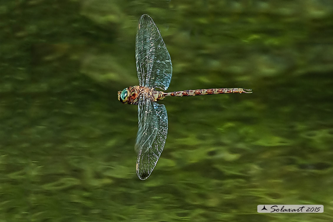 Boyeria irene:   Dragone spettro (maschio)  -  Western spectre (male)