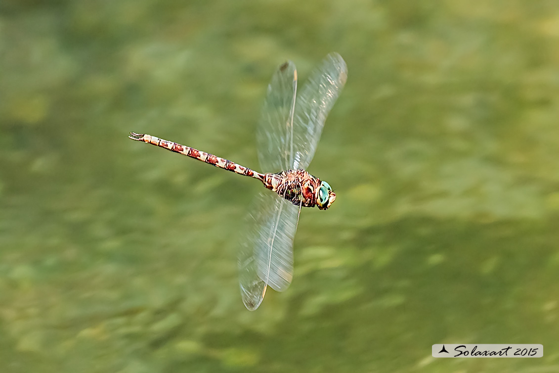 Boyeria irene:   Dragone spettro (maschio)  -  Western spectre (male)
