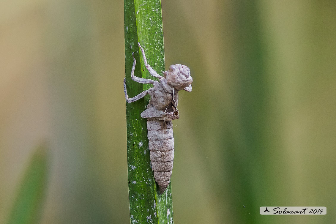 Brachytron pratense