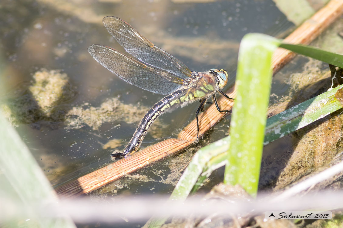 Brachytron pratense  -  Hairy Hawker