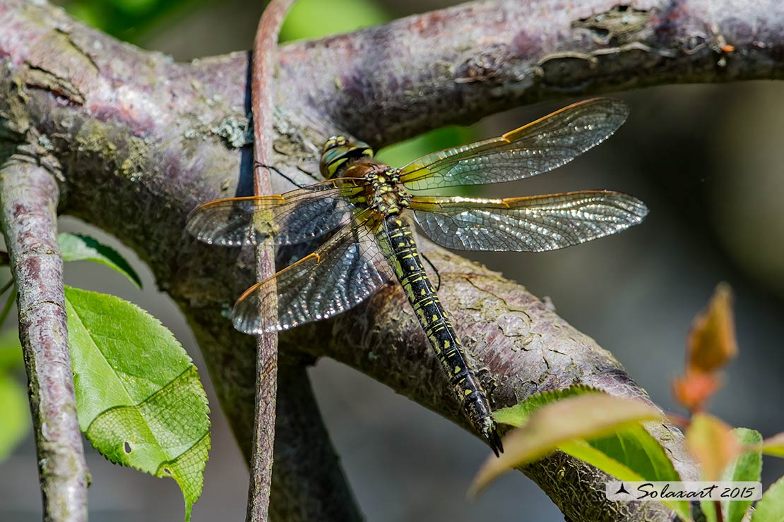 Brachytron pratense  (femmina immatura)  -  Hairy Hawker (female teneral)