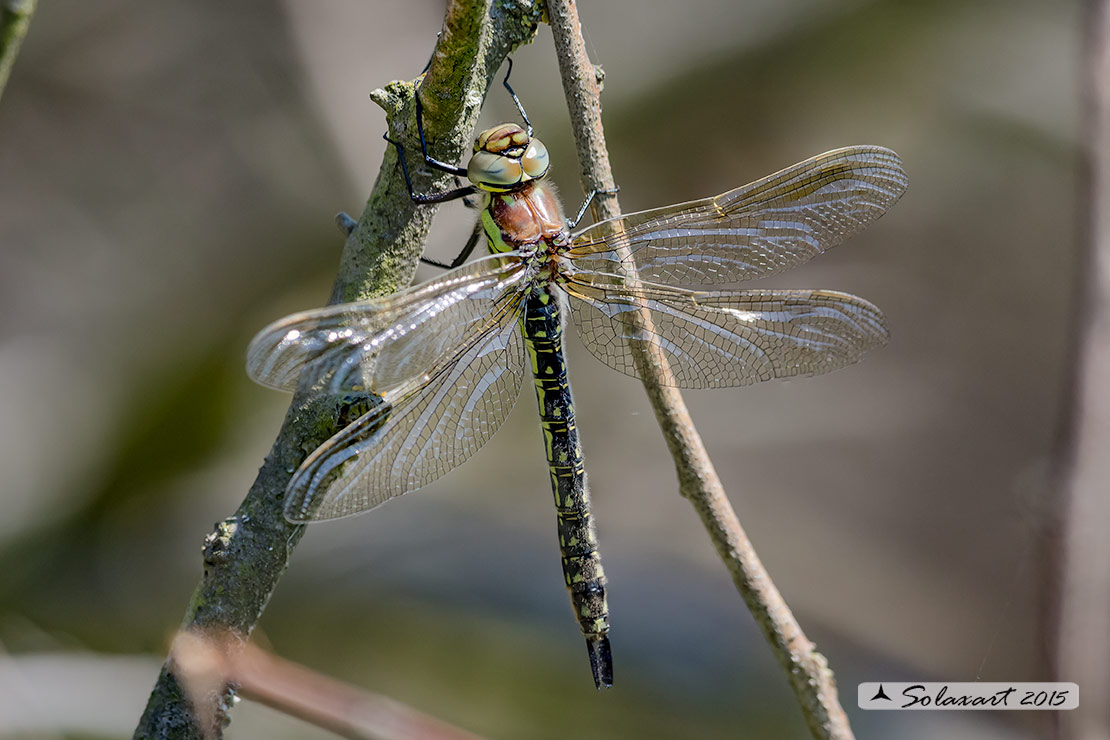 Brachytron pratense  (femmina immatura)  -  Hairy Hawker (female teneral)