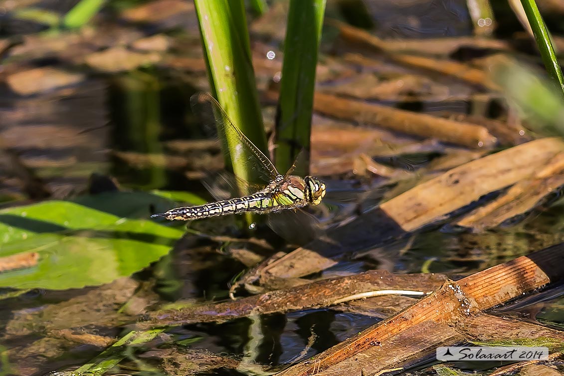 Brachytron pratense